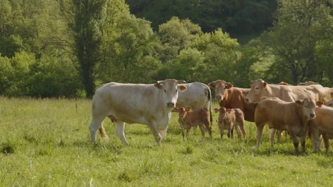 A white cow in a herd in a field in the Gers, France 스톡 동영상 344135038