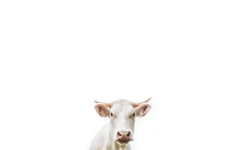 White cow with horn on a white background Stock Photos
