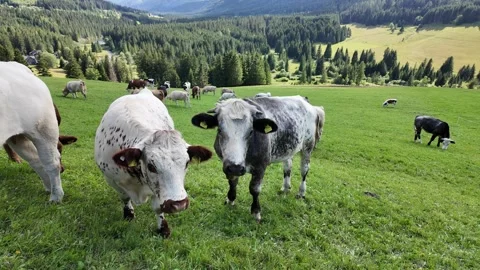 White Cow With Large Ears And Pink Muzzle Grazing On Alpine Pasture Stock Footage 344891766