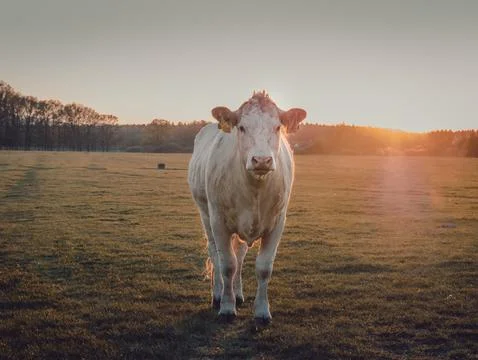White cow looking at the camera on a grass field Foto stock