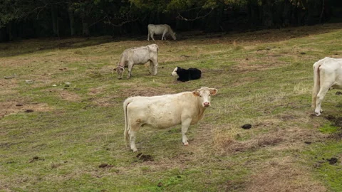White cow looking at the camera while grazing in a green pasture with its herd 動画素材 348104715