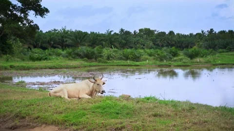 A white cow lying down and chewing on a grassy bank next to a rural pond. 動画素材 336982913