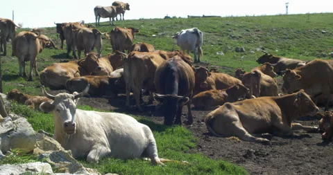 White Cow Lying Down In Cow Herd Video stock 97388580