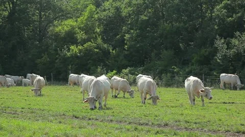 The white cow in the meadow Видео 10917931