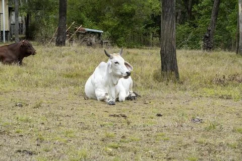 A White Cow In A Paddock Stock Photos