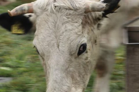 White cow with panning effect Stock Photos