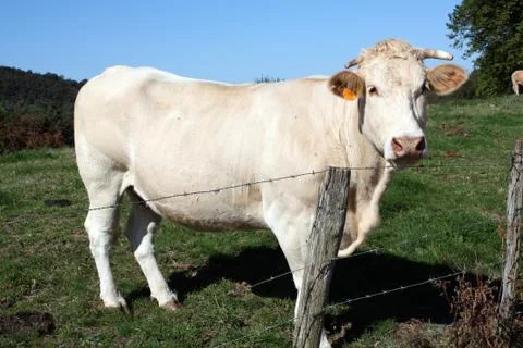 White cow Stock Photos
