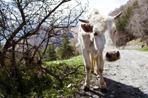 White cow Stock Photos