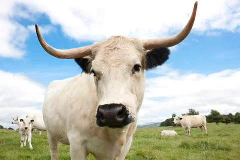 White Cow Stock Photos