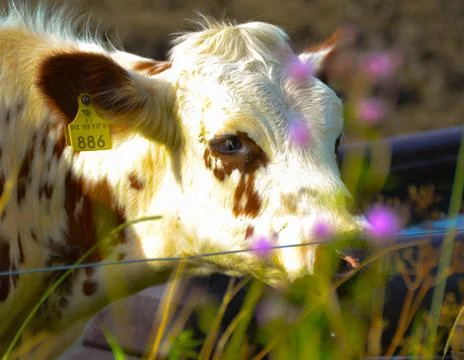 White cow Foto stock