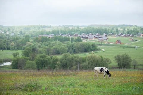 White cow Stock Photos