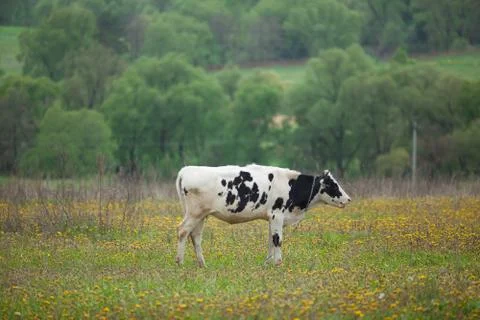 White cow Stock Photos