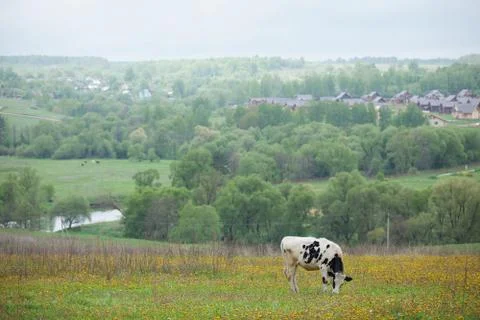 White cow Stock Photos