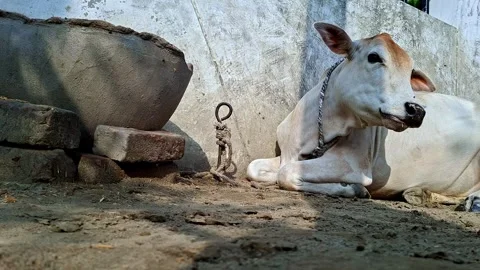 White Cow Resting Beside Large Clay Feeding Pot Vídeo Stock 337441956