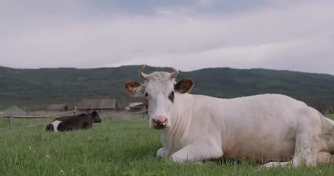White cow resting on the grass Stock Footage 123313878