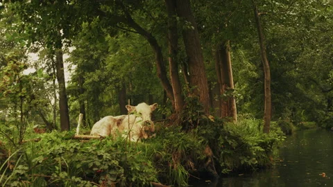 White Cow Resting by Riverside in Forest, Spreewald Germany Video stock 320732281