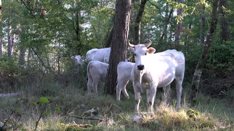 White cow staring at camera in forest medium shot, 4K, DNxHR 스톡 동영상 152999002