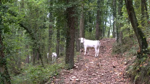 White cow staring on a forest path, 4K, DNxHR 스톡 동영상 152995090