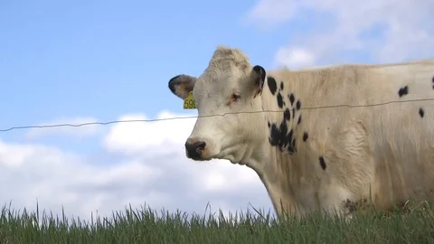 White Cow Staring Forward Video stock 125470117