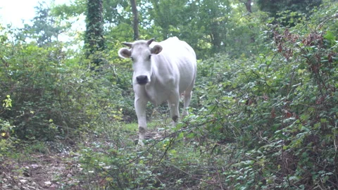 White cow walking on a path towards camera, 4K, DNxHR 스톡 동영상 152996907