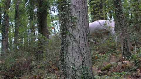 White cow walking in thick forest, 4K, DNxHR Stock Footage 152995409