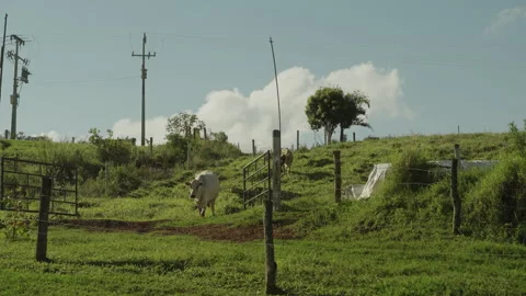 White Cow Walking Through a Farm Gate in a Rural Pasture Stock Footage 340673429