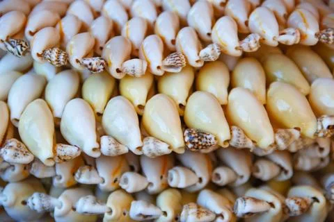White cowrie shells. As background or texture. Foto stock