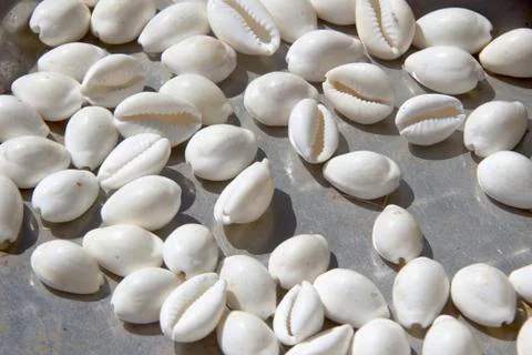 White Cowrie Shells Stock Photos