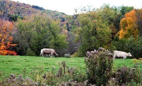 White cows with autumn trees in background Foto stock