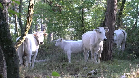 White cows cattle in forest medium shot, 4K, DNxHR Stock Footage 153017371