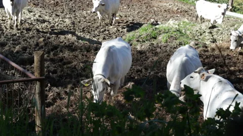 White cows in the corral in the open air eating hay Stock Footage 153078383