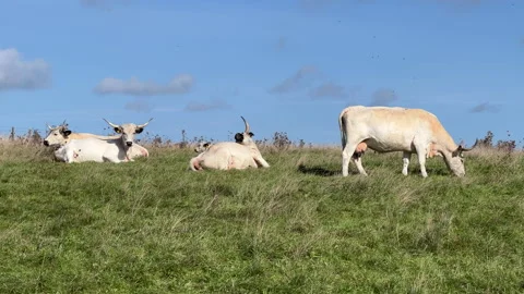 White cows eating grass on the field  Stock Footage 218133989