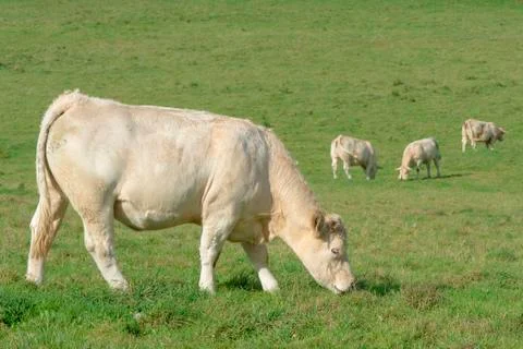 White cows  in a field Stock Photos
