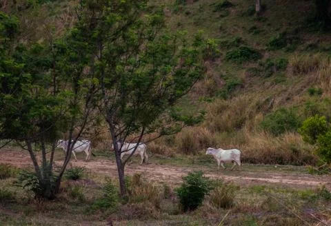 White cows in the field Stock Photos