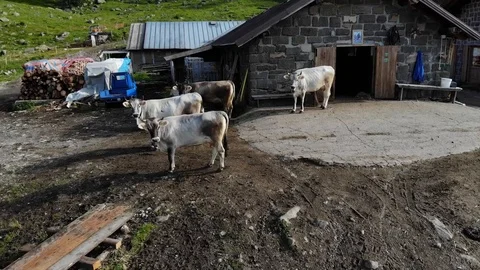 White cows Stock Footage 112332698