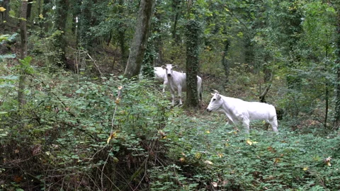 White cows grazing in forest, 4K, DNxHR 스톡 동영상 152995643