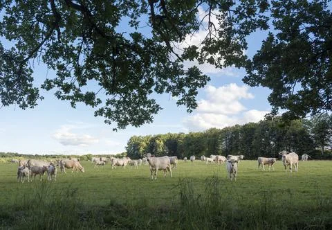 White cows in green meadow between bastogne, La Roche and St Hubert in belgiu Stock Photos