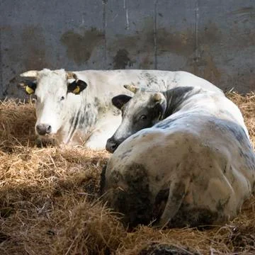 White cows lie down in straw on floor of barn Stock Photos