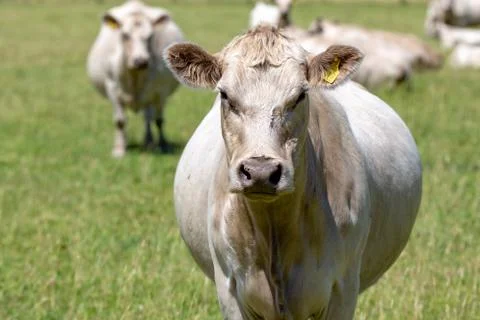 White cows looking Stock Photos