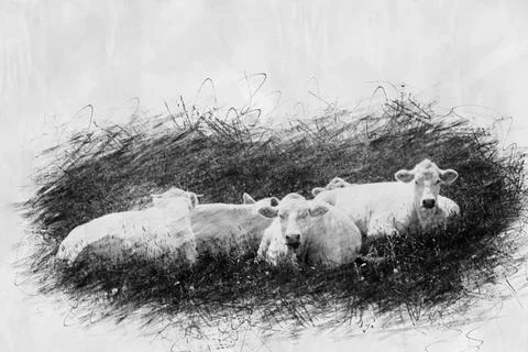 White cows lying in the grass in pencil drwing style Stock Illustration