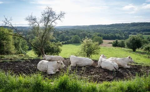 White cows in meadow between Laon and Saint-Quentin in the north of france Stock Photos