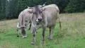 White cows on the meadow HD Footage