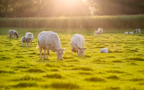White cows on the meadow at sunset Stock Photos