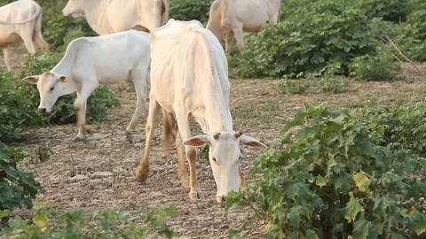 White cows in middle fields Video stock 79669381