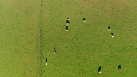 White cows in a pasture from above Stockbeeldmateriaal 145682622