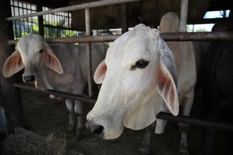 White cows in the pen Stock Photos
