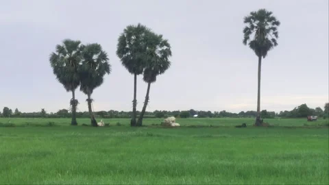 White Cows Resting Under Sugar Palm Trees in Lush Green Rice Field Stock Footage 344317780