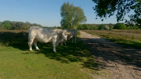 White cows in sunny meadow Stock Footage 155024682