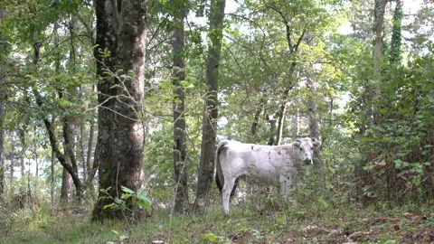 White cows walking in windy forest, 4K, DNxHR Stock Footage 152997455
