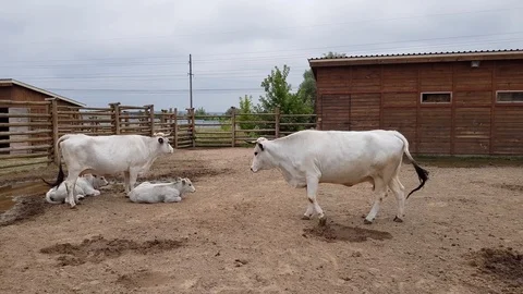 White cows in the zoo Stock Footage 97526122